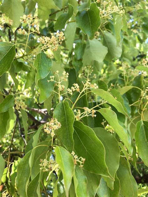 樟樹種子盆栽|2007樟樹Camphor tree Cinnamomum 種子盆栽